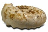 Massive Jurassic Ammonite (Kranosphinctes) Fossil - Madagascar #337212-2